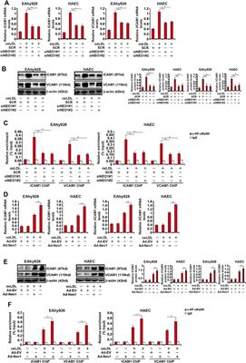 Upregulation of Neogenin-1 by a CREB1-BAF47 Complex in Vascular Endothelial Cells is Implicated in Atherogenesis